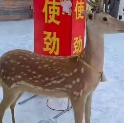 美国飞机杯实测:TAISEN欧若拉700g慢玩倒模,新手进阶的温柔过渡方案5 20260730150310591-05f4fdbd6844c0a15e6bf0e80461258b326268855