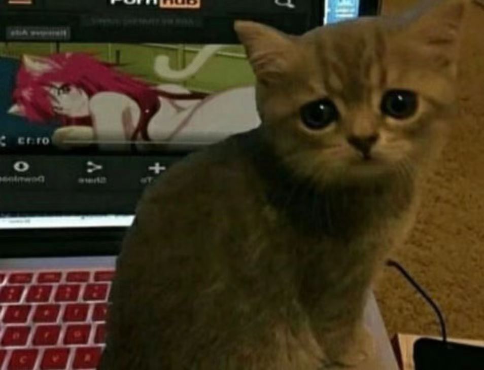 GXP-“赫萝猫娘”评测(高刺激)!要…要被猫猫“暴风吸入”惹!22 GXP-“赫萝猫娘”评测(高刺激)!要…要被猫猫“暴风吸入”惹!22