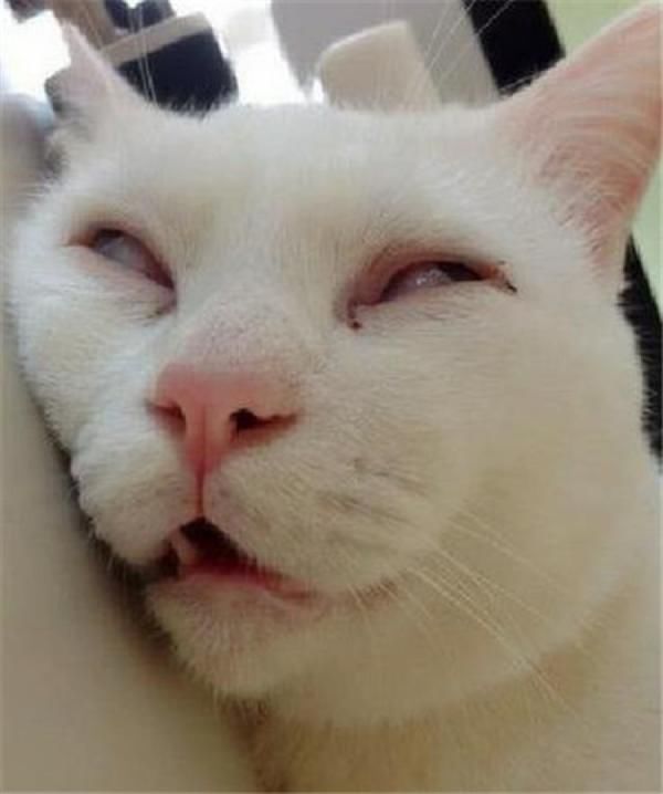 YUU虎牙妹妹飞机杯名器评测 – 故事向体验分享14 YUU虎牙妹妹飞机杯名器评测 – 故事向体验分享14