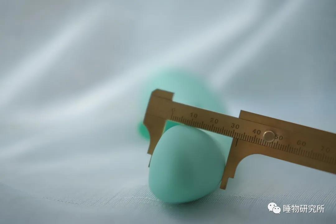 玩具测评Vol.40:TITILLO萌芽4 玩具测评Vol.40:TITILLO萌芽4