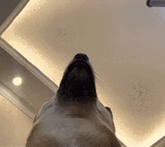 ROMPFlip艾薇棒测评8 ROMPFlip艾薇棒测评8