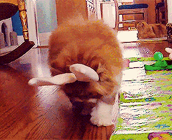 情趣界的“萌主”-兔兔跳蛋评测12 情趣界的“萌主”-兔兔跳蛋评测12